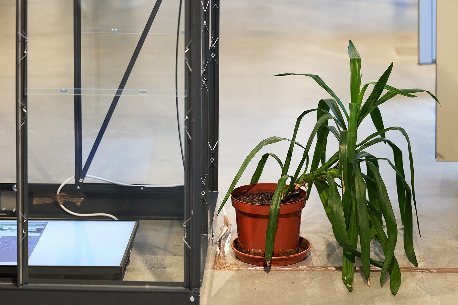 Greenhouse and a pot plant