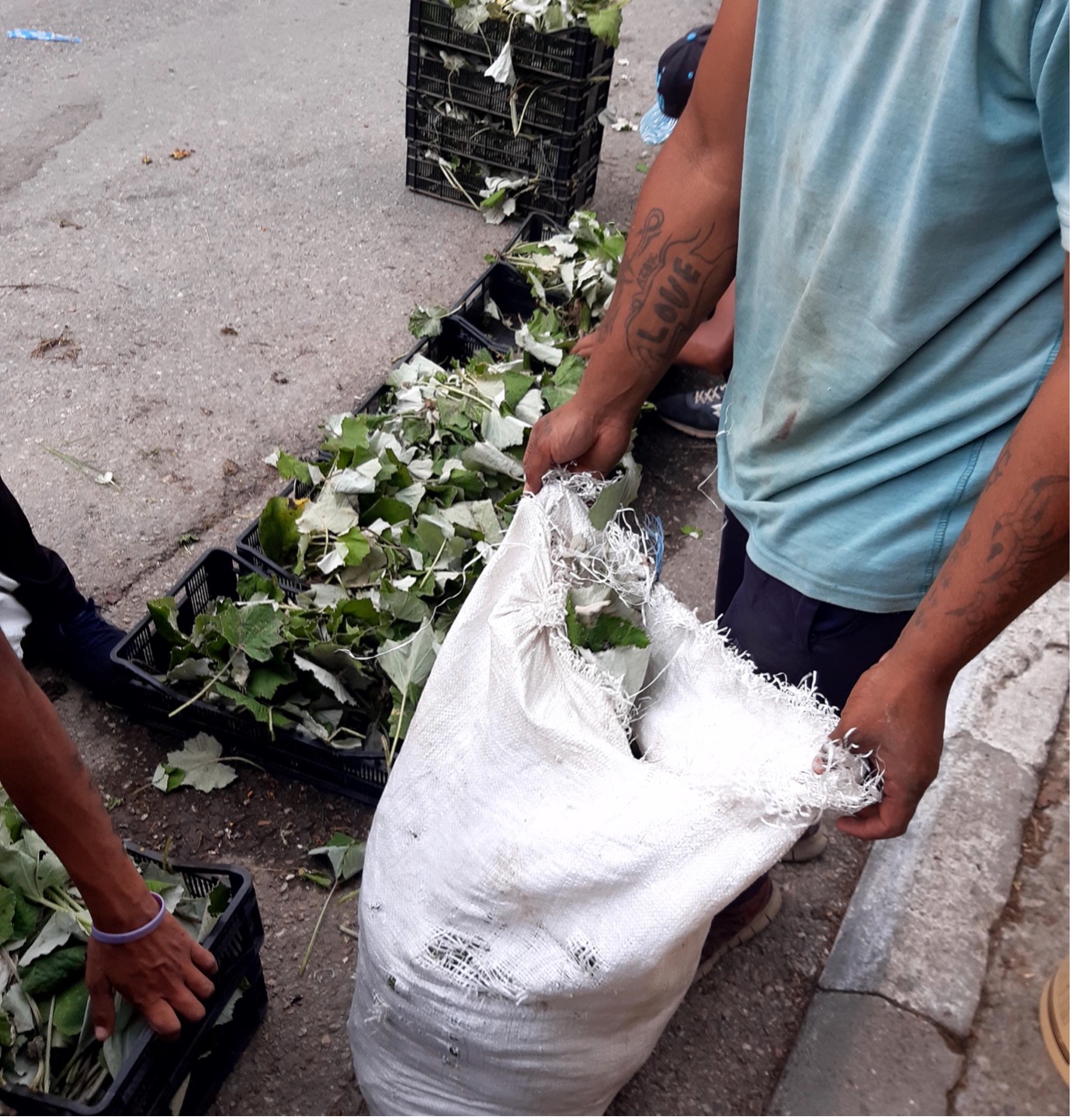 Two Roma men delivering 69 kg of foraged coltsfoot, a medicinal herb. They will get 20 euro for this. Photograph by Kapka Kassabova