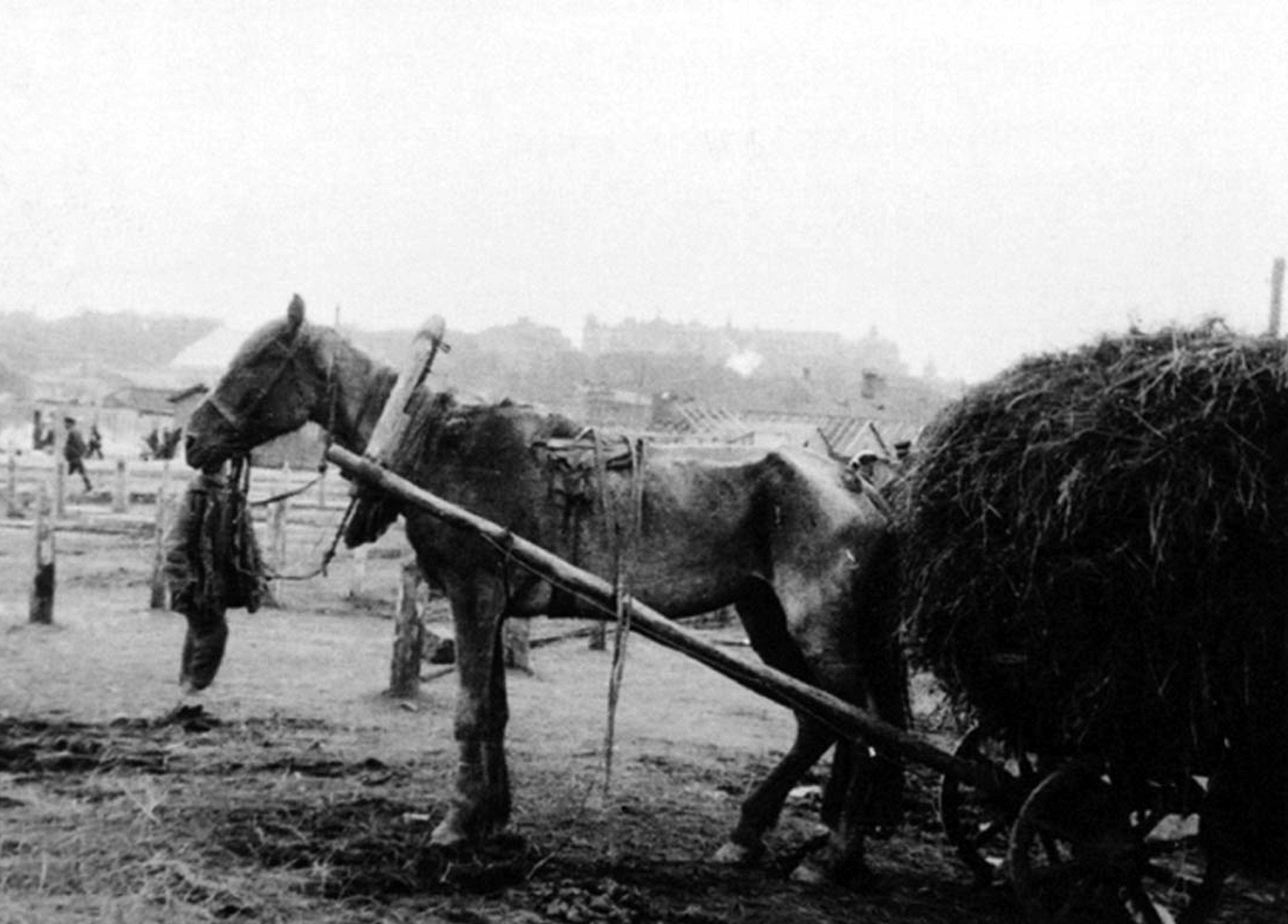 Starving horse hitched to a hay wagon on the outskirts of Kharkiv. Wienerberger, Alexander. 1933.